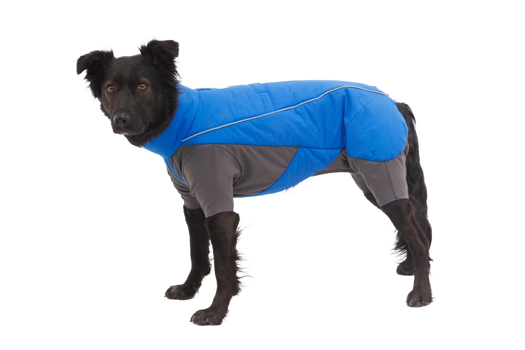 0568_Vert-Coverall_Blue-Pool_On-Dog_SMALL_5f329a1e-8c0b-4924-8b31-ea410195b0a0.png