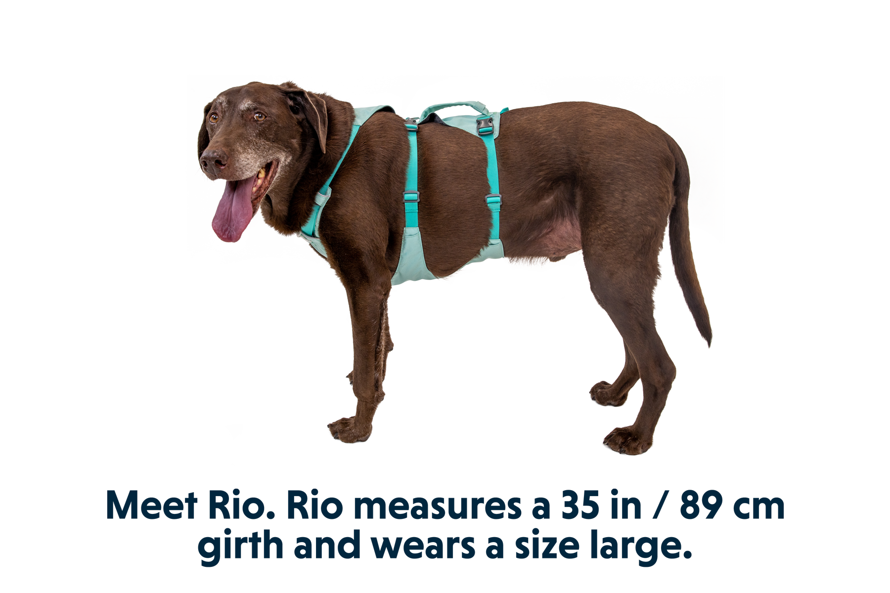 30551_Flagline-Harness_Sage-Green_RIO_LXL.png