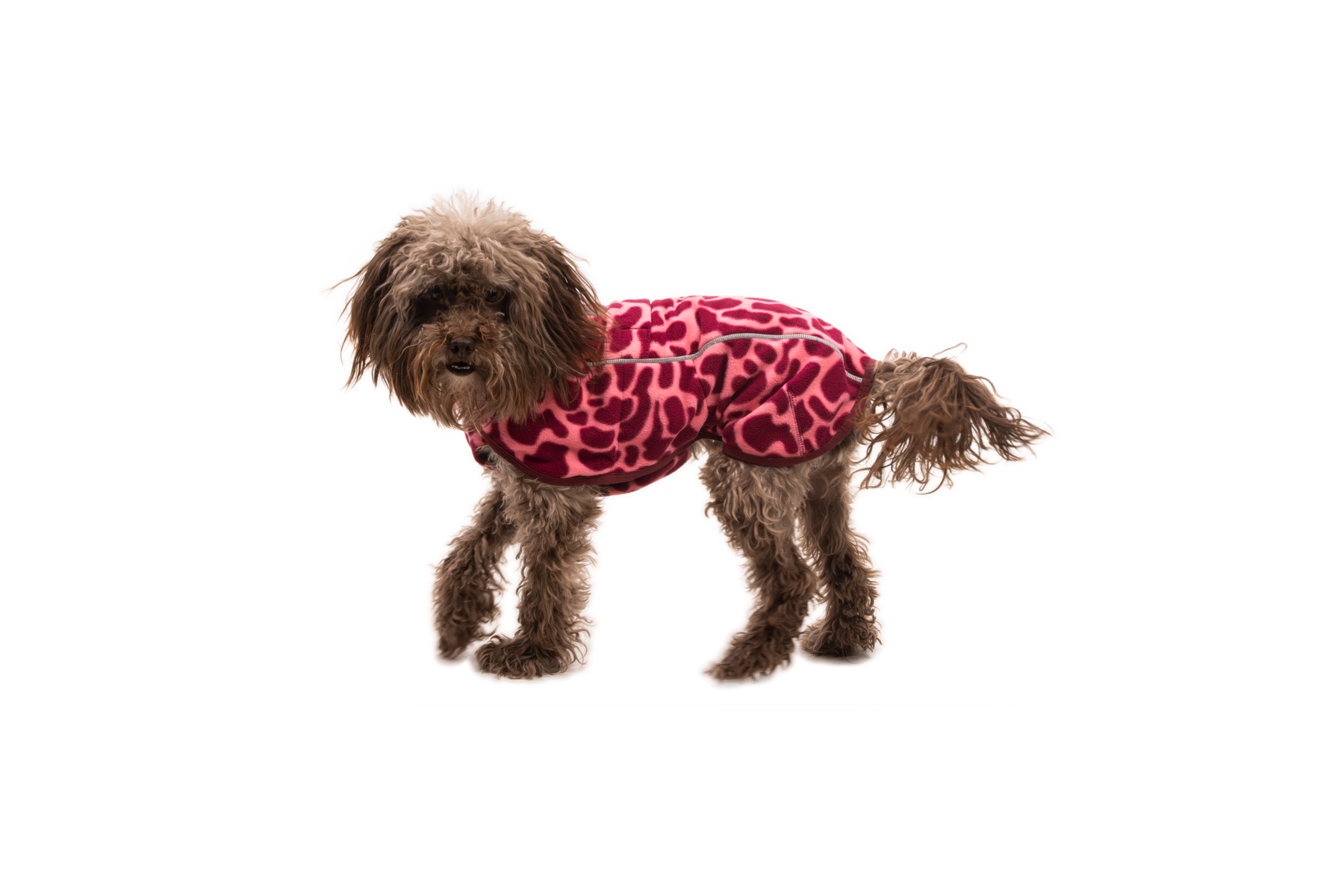 CompressedPNG-0588_Climate-Changer-Fleece-Vest_Berry-Lava_On-Dog-Action-1_STUDIO.png