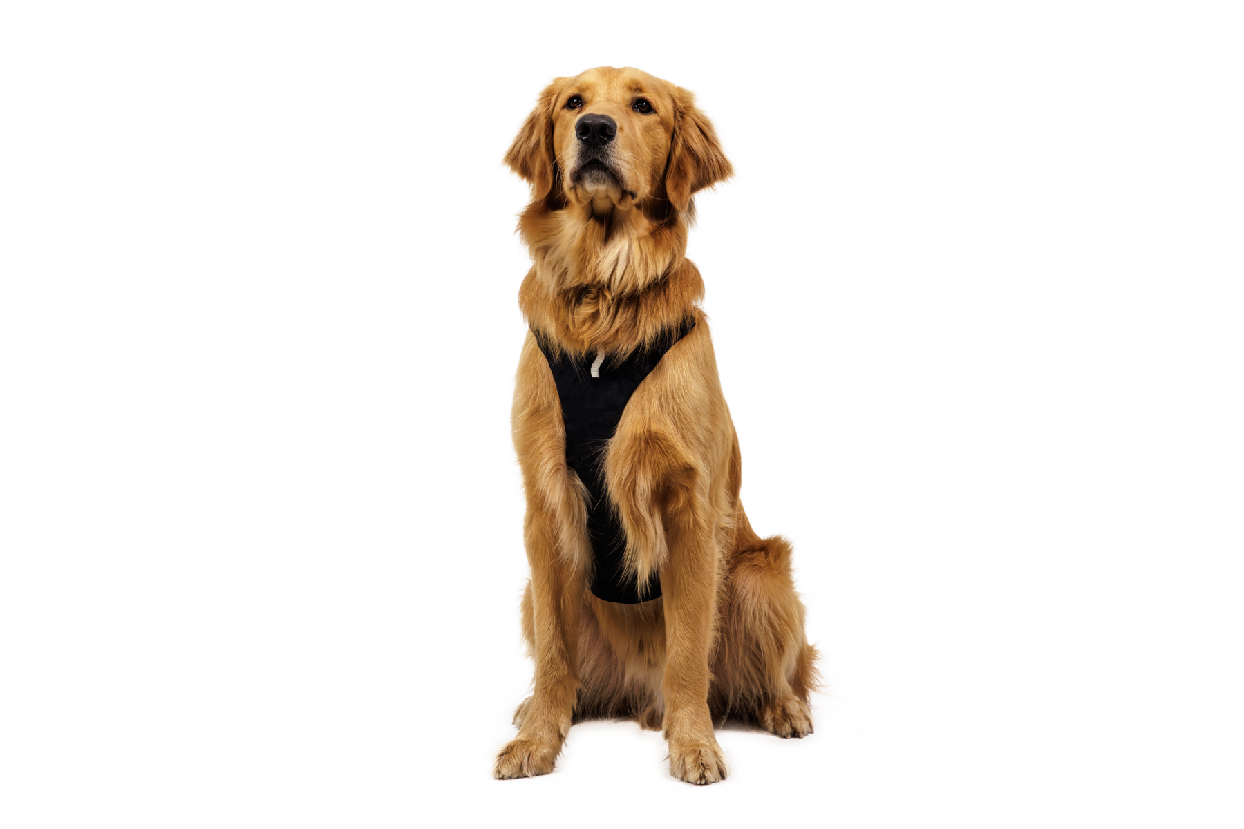 CompressedPNG-3090_Ridgeline-Harness_Obsidian-Black_On-Dog-1_STUDIO.png