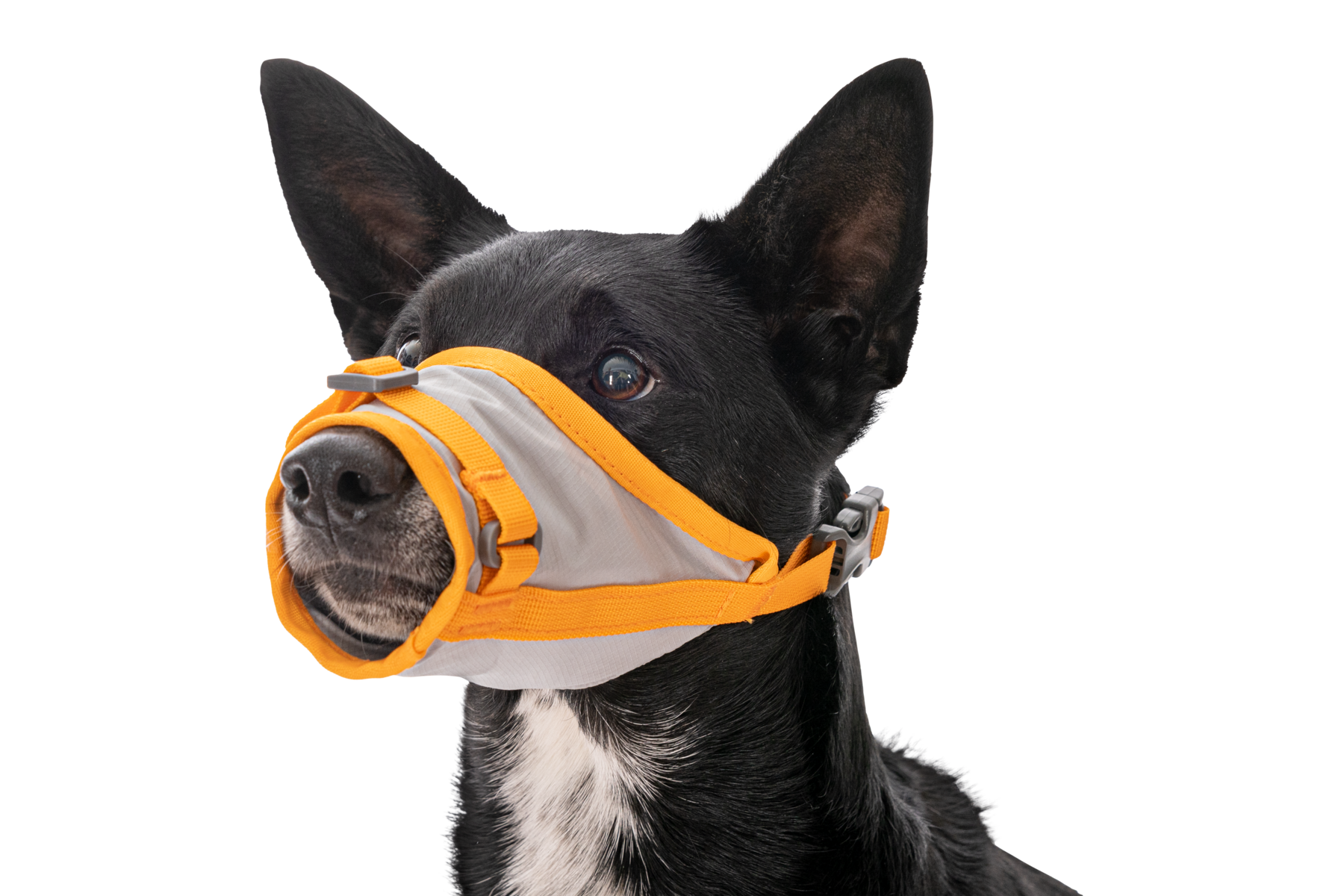 CompressedPNG-3584_BacktrakEvacuationKit_CloudburstGray_MuzzleOnDog_STUDIO.png