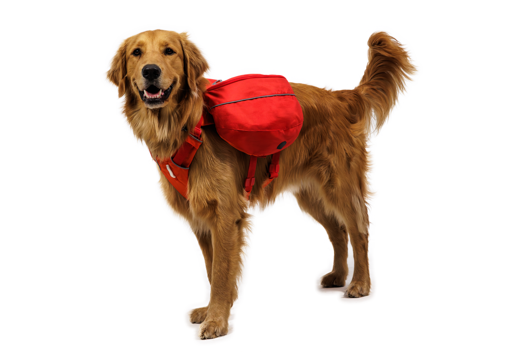 CompressedPNG-50204_Palisades-Pack_Red-Currant_On-Dog-3_STUDIO.png