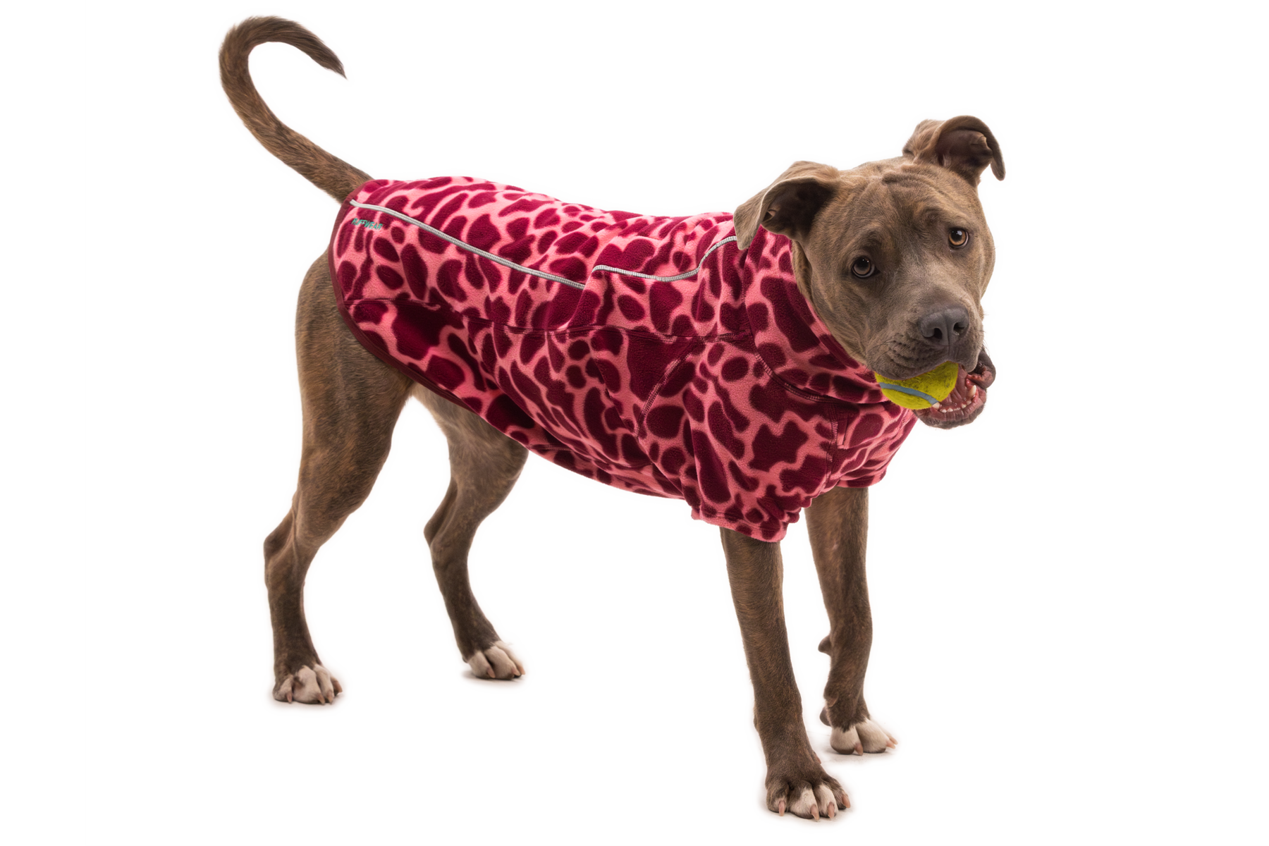 Compressed_PNG-05504_Climate-Changer-Jacket_Berry-Lava_On-Dog-Action-1_STUDIO.png