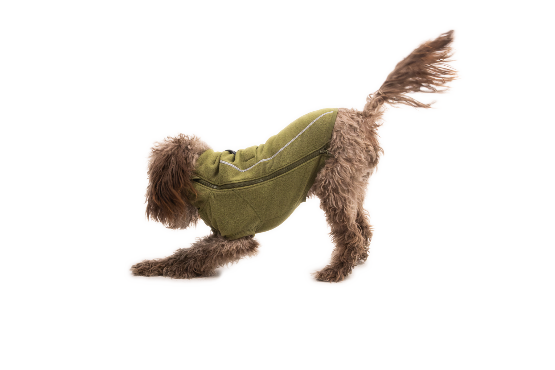 Compressed_PNG-05504_Climate-Changer-Jacket_Cedar-Green_On-Dog-Action-1_STUDIO.png